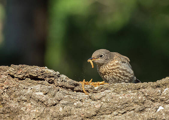 Wall Art featuring the photograph Dinner For Baby Bluebird by Jean Noren
