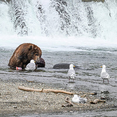 Wall Art featuring the photograph Dinner Guest by Harry Banks
