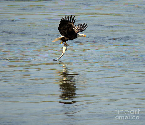 Wall Art featuring the photograph Dinner Liftoff Flight by Adam Jewell