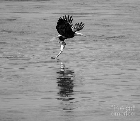 Wall Art featuring the photograph Dinner Liftoff Flight Black And White by Adam Jewell