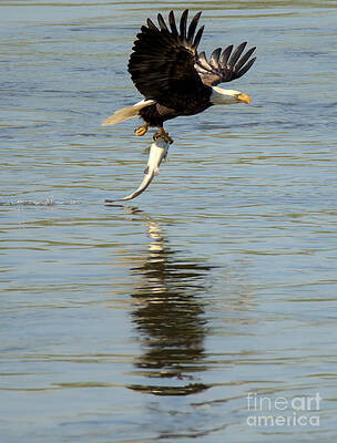 Wall Art featuring the photograph Dinner Liftoff Flight Closeup by Adam Jewell