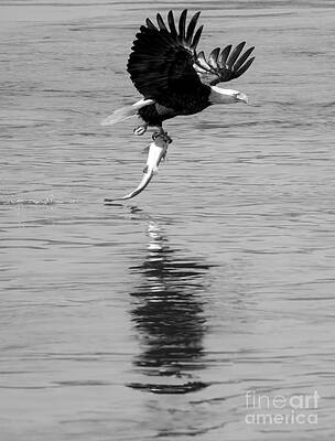 Wall Art featuring the photograph Dinner Liftoff Flight Closeup Black And White by Adam Jewell