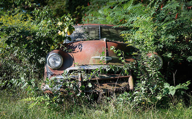 Abandoned Car Overgrown with Plants Wall Art