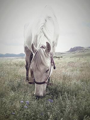 Disappearing Rosa by Alden White Ballard