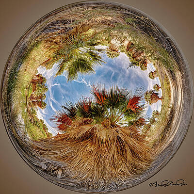 Serene Photograph - Discover Tranquility In The Thousand Palms Oasis by Steven Dos Remedios
