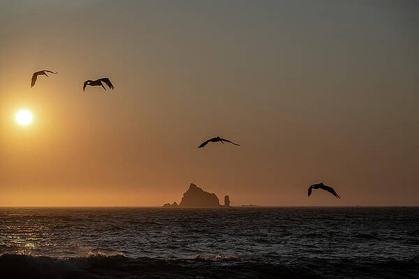 Wildlife Wall Art featuring the photograph Diving Pelicans Number 2 by Matt Halvorson