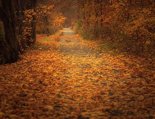 Natural Photograph - DL Trail River Side Road Fall Foliage by Jason Fink