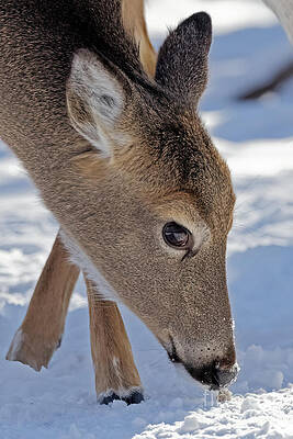 Winter Photograph - Doe Closeup In Winter by Natural Focal Point Photography