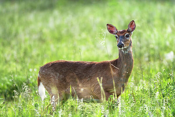 Wall Art featuring the photograph Doe Eyed - Whitetail Deer On A Meadow by Rehna George