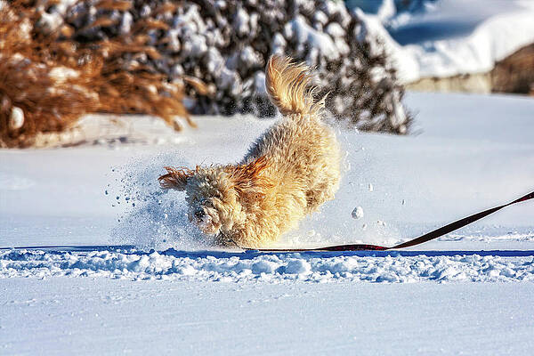 Wall Art featuring the photograph Dog Playing In Snow by Tatiana Travelways