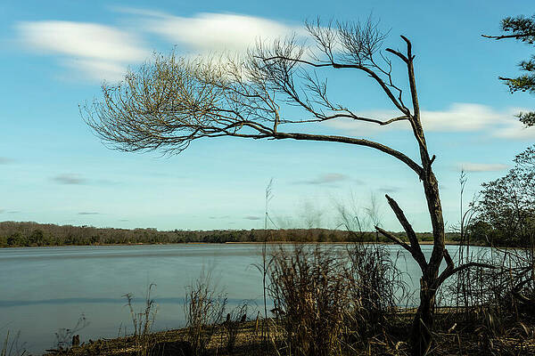 Tree Photograph - Dogleg by David Fountain