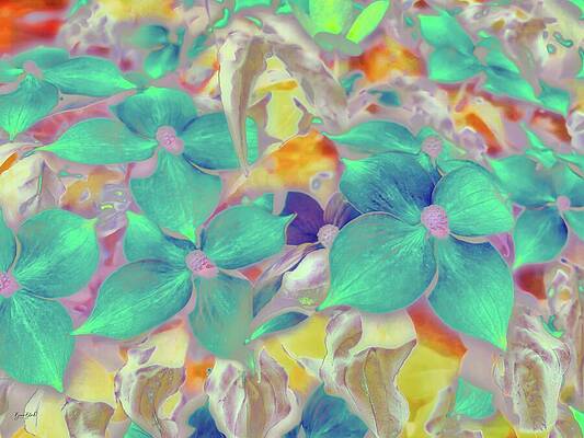 Abstract Photograph - Dogwood Blossoms In Bloom by Bruce Block