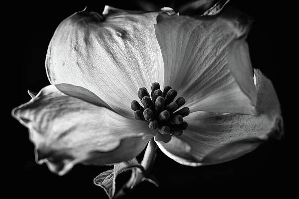 Wall Art featuring the photograph Dogwood Closeup by Steven Nelson