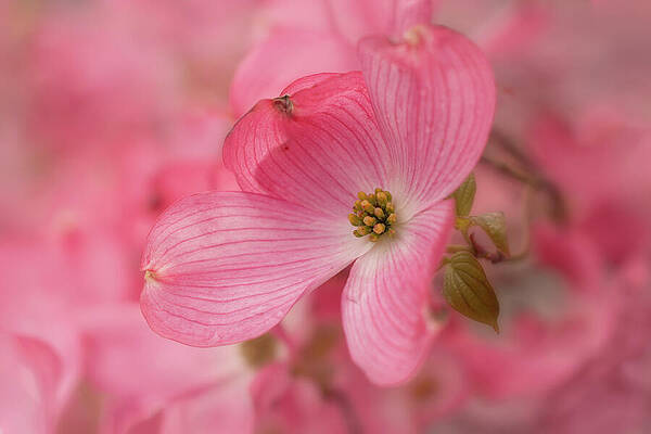 Flower Photograph - Dogwood Dream by Mary Jo Allen