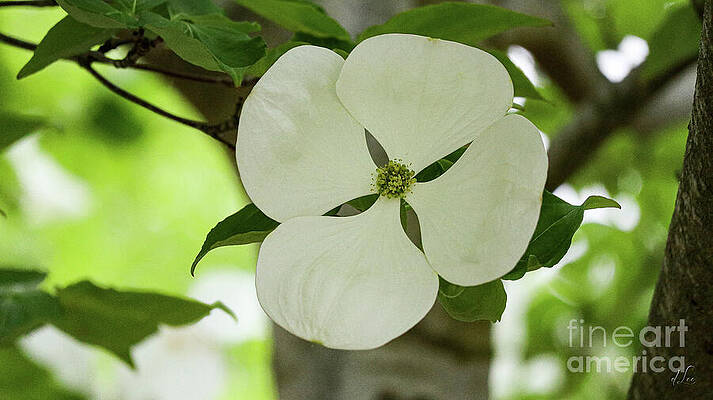 Spring Photograph - Dogwood Flower by D Lee