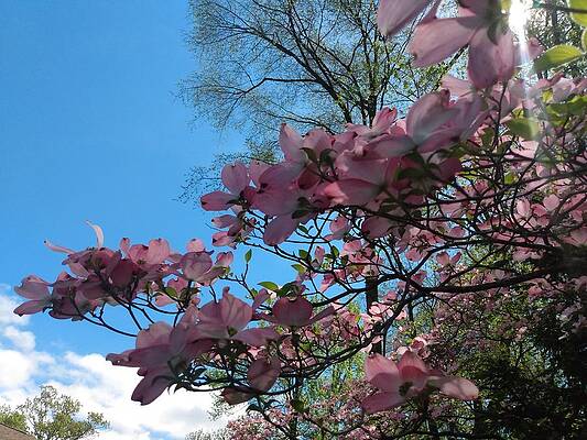 Sky Wall Art featuring the photograph Dogwood Tree And Blue Skies by Christopher Lotito