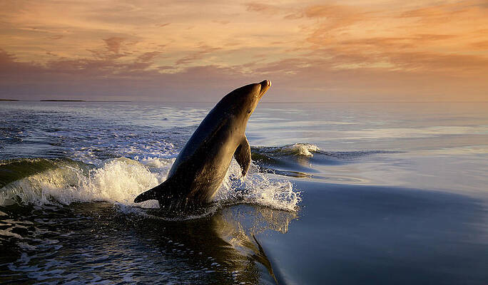 Florida Wall Art featuring the photograph Dolphin Jumping by Alberto Audisio