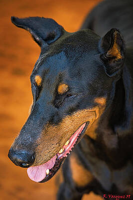 Dog Photograph - Don The Doberman by Rene Vasquez
