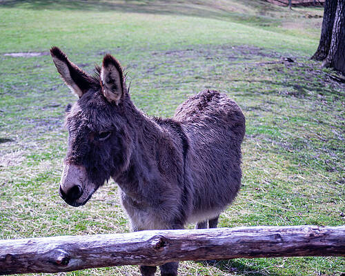 Wall Art featuring the photograph Donkey In A Barnyard by Flees Photos