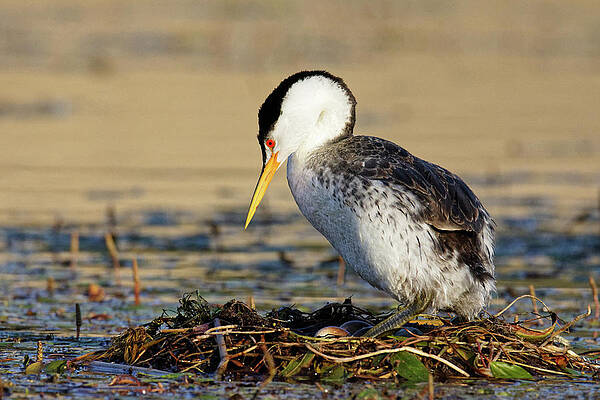 Wild Wall Art featuring the photograph Don't Count Your Grebes... -- Clark's Grebe Nest With Eggs At Santa Margarita Lake, California by Darin Volpe