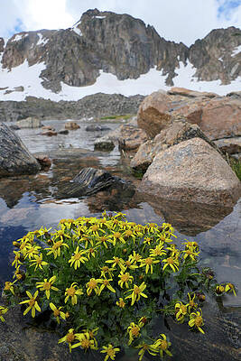 Wall Art featuring the photograph Dorothy's Droopy Daisies by Sunniye Buesing