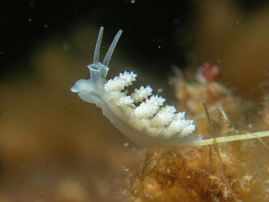 Wall Art featuring the photograph Doto Nudibranch by Brian Weber