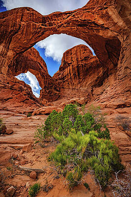 Landscape Photograph - Double Arch And Plants, Utah - Horizontal by Abbie Warnock