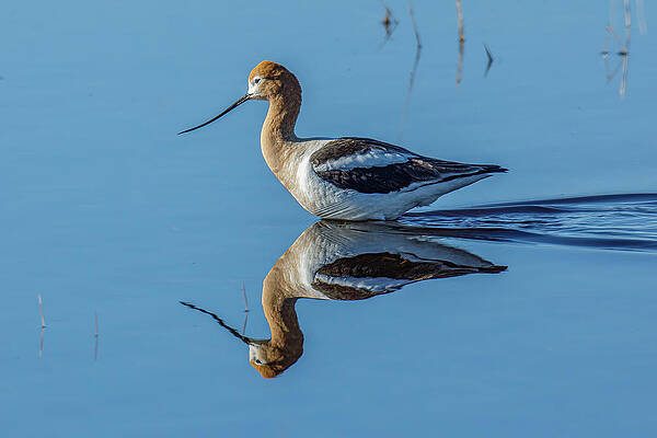 Nature Photograph - Double Exposure by Tim Lyden