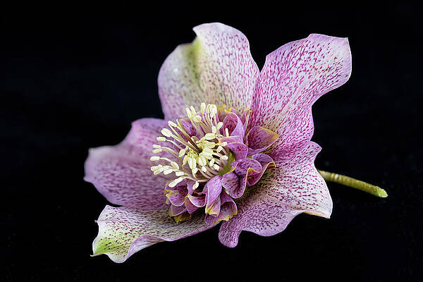 Pink Hellebore Bloom Wall Art