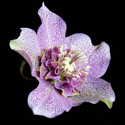 Vibrant Purple Flower on Black Wall Art
