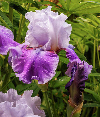 Wall Art featuring the photograph Double Purple Bearded by Jean Noren