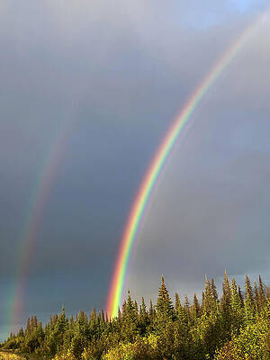 Tree Wall Art featuring the photograph Double Rainbow by Harry Banks