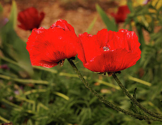 Wall Art featuring the photograph Double Red Poppy by Jean Noren
