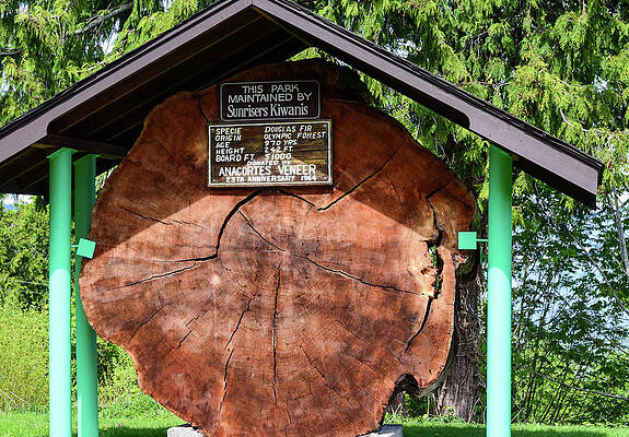 State Route 20 Photograph - Douglas Fir Slab At SR 20 Rest Stop by Tom Cochran