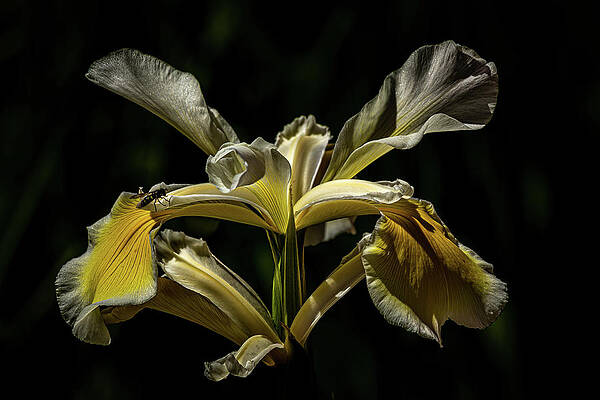 Flower Photograph - Douglas Iris And Friend by Tim Lyden