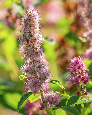 Wall Art featuring the photograph Douglas Spirea Wildflower Blossom by Nancy Gleason