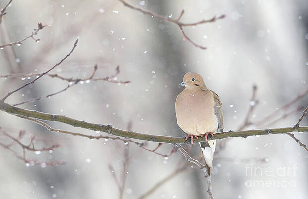 Bird Wall Art featuring the photograph Dove In The Snow by Rehna George
