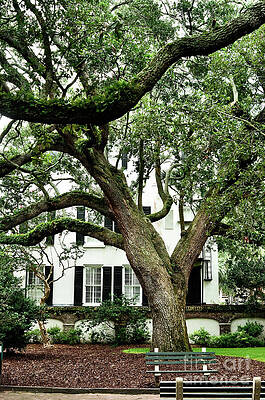 Tree Wall Art featuring the photograph Down South Ya'll by La Dolce Vita