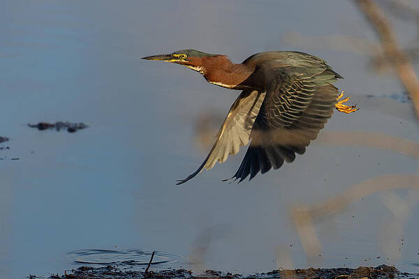 Heron Photograph - Down Stroke by RD Allen
