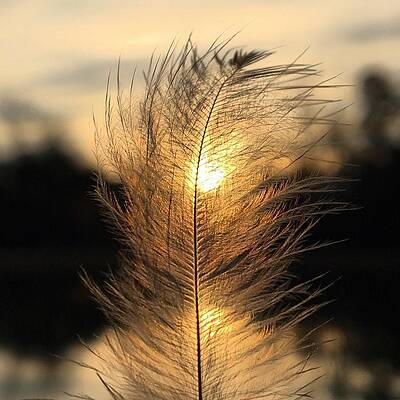 Natural Photograph - Downy Feather by Greg Lane