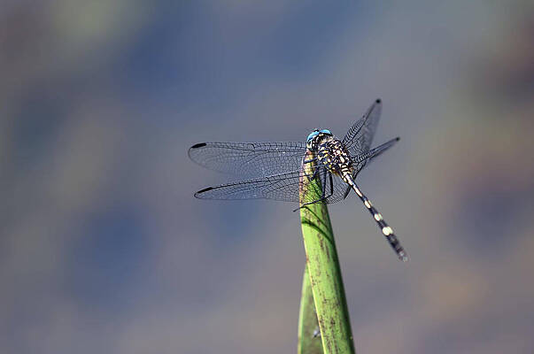 Wall Art featuring the painting Dragon Fly Resting by Gary Arnold