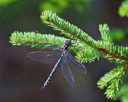 Summer Wall Art featuring the photograph Dragonfly On A Pine Tree Branch by Tatiana Travelways