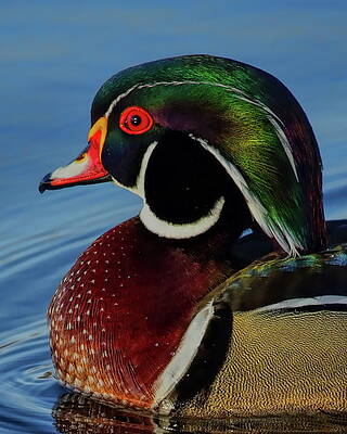 Spring Photograph - Drake Wood Duck Spring Portrait by Dale Kauzlaric