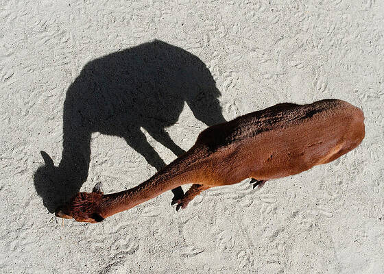 Llama and Its Distinctive Shadow Wall Art