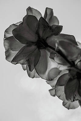 Moody Wall Art featuring the photograph Drama by Nova Rae