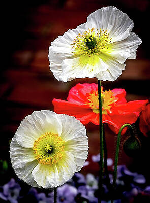 Dramatic Wall Art featuring the photograph Dramatic Poppies by Elvira Peretsman
