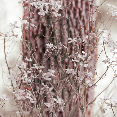 Wall Art featuring the photograph Dream Born Wildflowers by Jason Fink