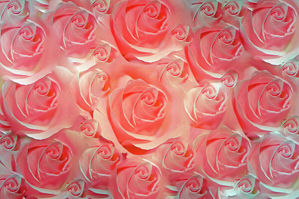 Spring Photograph - Dreaming In Pink by Gina Fitzhugh