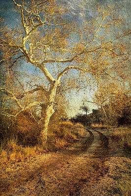 Wall Art featuring the photograph Dreams Of A Golden Sycamore by Mary Lee Dereske
