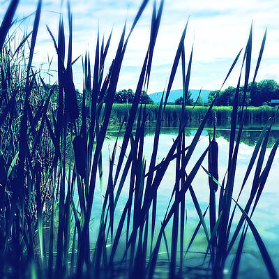 Serene Lakeside Reeds Wall Art